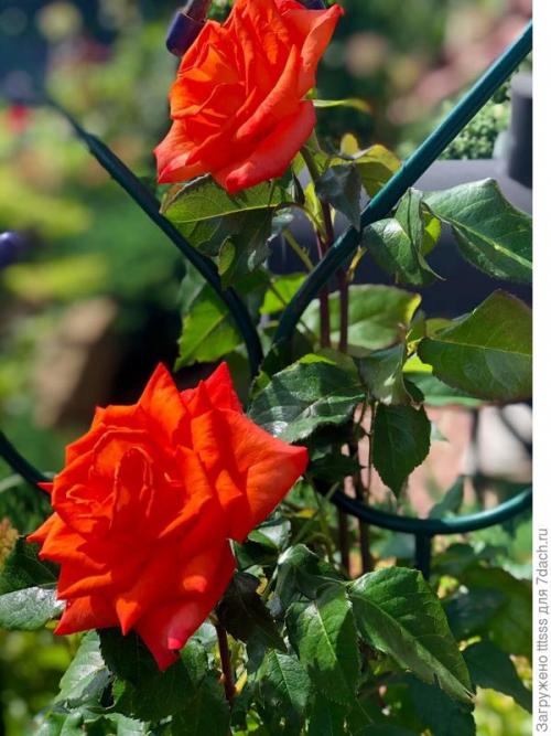 Три способа укрытия роз на зиму