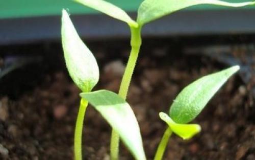 Декоративная фасоль на балконе. Главные этапы разведения фасоли дома