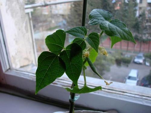 Декоративная фасоль на балконе. Главные этапы разведения фасоли дома