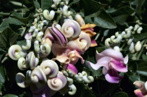 Фасоль вьющаяся белая. Популярные разновидности садовой фасоли