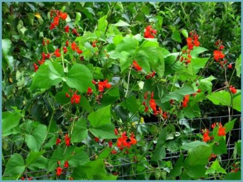 Можно ли есть декоративную фасоль. Можно ли употреблять в пищу декоративную фасоль? 18