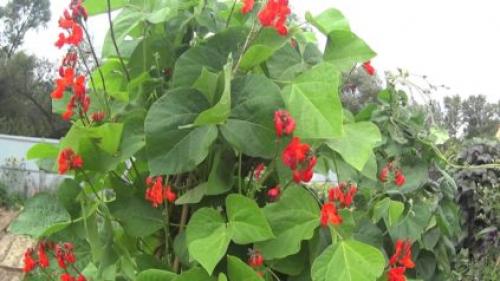 Фасоль вьющаяся белая. Популярные разновидности садовой фасоли