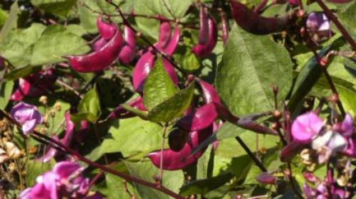 Фасоль вьющаяся белая. Популярные разновидности садовой фасоли