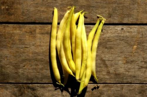 Фасоль вьющаяся белая. Популярные разновидности садовой фасоли