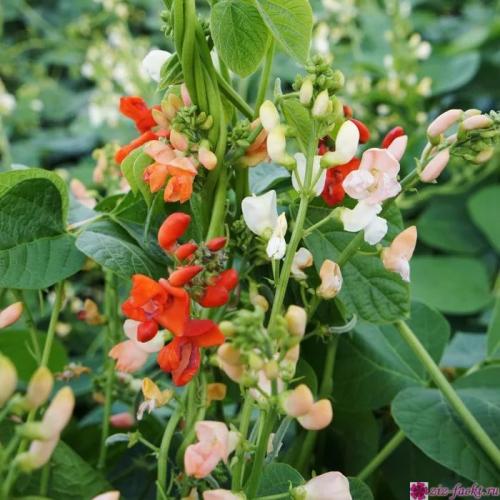 Можно ли есть декоративную фасоль. Можно ли употреблять в пищу декоративную фасоль?