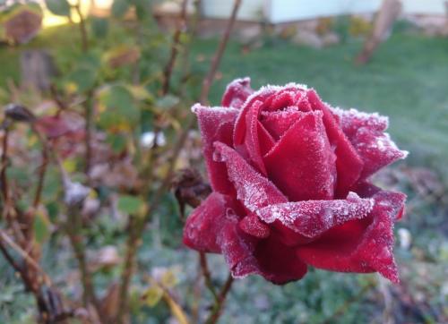 Какие ошибки чаще всего допускают садоводы при подготовке роз к зиме. Ошибки при укрытии роз на зиму