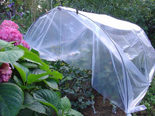 Какие ошибки чаще всего допускают садоводы при подготовке роз к зиме. Ошибки при укрытии роз на зиму