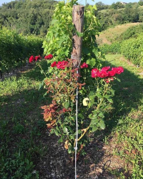 Когда нужно укрывать виноград и розы: советы для начинающих 01 Когда нужно укрывать виноград и розы: советы для начинающих 01