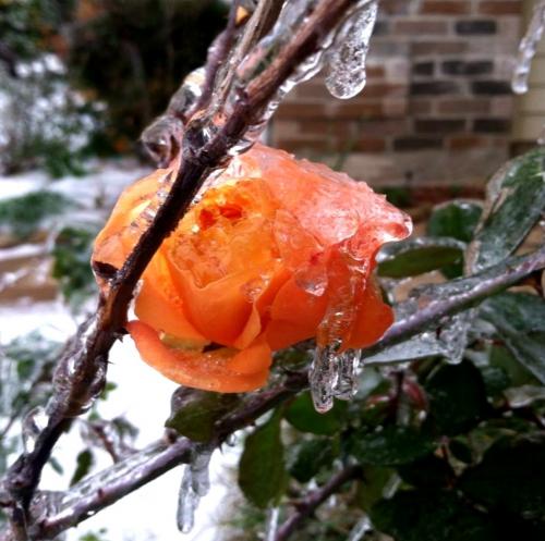 Какие ошибки чаще всего допускают садоводы при подготовке роз к зиме. Ошибки при укрытии роз на зиму