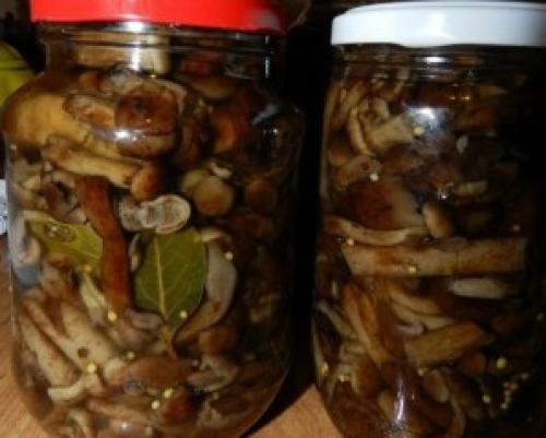 Как готовить горчицу соленые грибы. Маринованные опята с горчицей