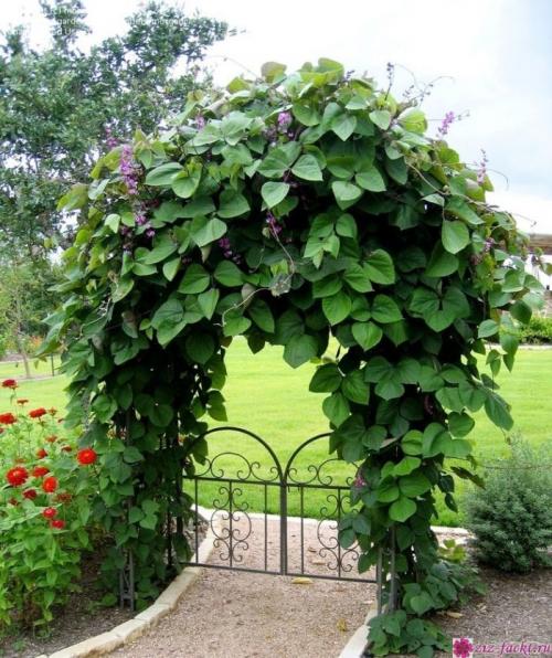 Плоды декоративной фасоли съедобны. Можно ли употреблять в пищу декоративную фасоль?