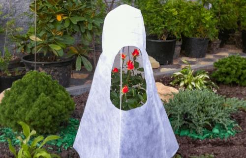 Как защитить розы от грызунов и вредителей во время зимнего укрытия. Подготовка роз к зиме – обрабатываем от болезней, заботимся!