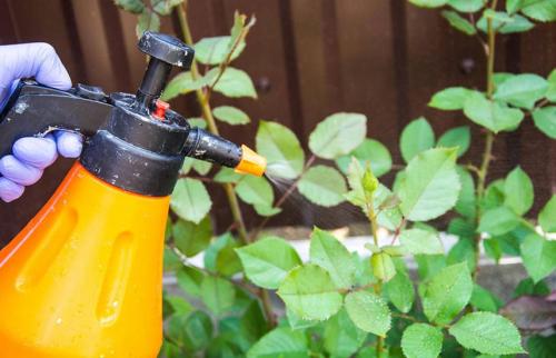 Как защитить розы от грызунов и вредителей во время зимнего укрытия. Подготовка роз к зиме – обрабатываем от болезней, заботимся!