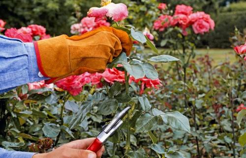 Как защитить розы от грызунов и вредителей во время зимнего укрытия. Подготовка роз к зиме – обрабатываем от болезней, заботимся!