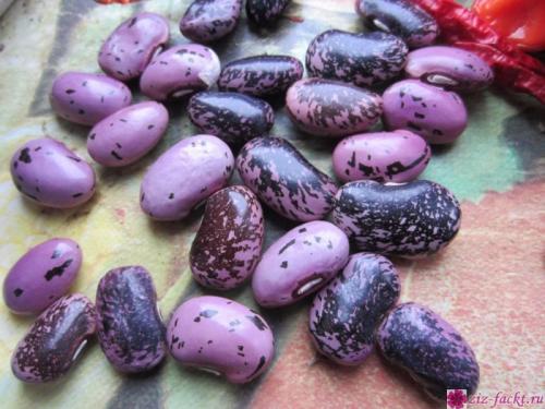 Декоративная фасоль съедобна. Можно ли употреблять в пищу декоративную фасоль?
