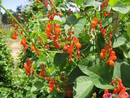 Декоративная фасоль съедобна. Можно ли употреблять в пищу декоративную фасоль?