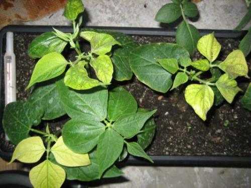 Декоративная фасоль в горшке. Посадка на рассаду