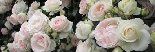 Какие сорта роз более устойчивы к морозам. Обзор морозостойких роз, способных пережить любую зиму