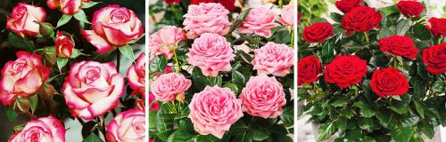 Как правильно ухаживать за розами весной после неудачной зимы. 7 ПОЛЕЗНЫХ СОВЕТОВ О ТОМ, КАК ПРАВИЛЬНО УХАЖИВАТЬ ЗА РОЗАМИ ВЕСНОЙ