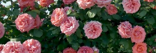 Какие сорта роз более устойчивы к морозам. Обзор морозостойких роз, способных пережить любую зиму