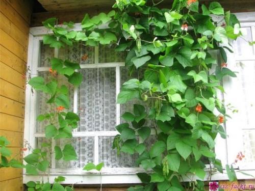 Декоративная фасоль съедобна. Можно ли употреблять в пищу декоративную фасоль?