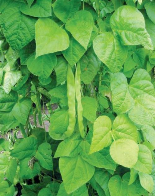 Фасоль вьющаяся на балконе. Главные этапы разведения фасоли дома