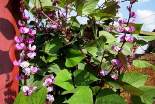 Как правильно посадить декоративную фасоль. Как посадить фасоль и вырастить ее? 01