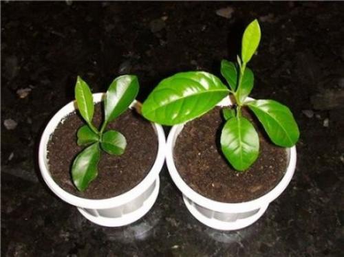 Как вырастить вишню в квартире. Как можно вырастить вишню из косточки в домашних условиях