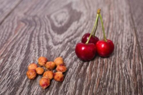 Как вырастить черешню из косточки в домашних условиях