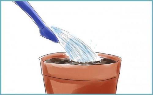 Как вырастить вишню из косточки дома. Как вырастить вишню из косточки в домашних условиях?