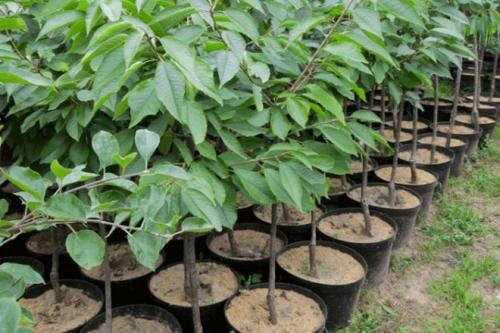 Как вырастить черешню из косточки в домашних условиях