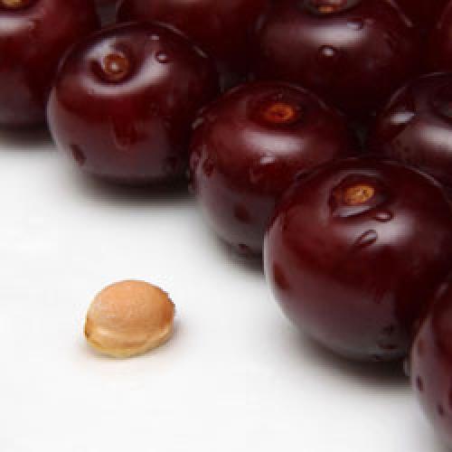 Как вырастить вишню из косточки дома. Как вырастить вишню из косточки в домашних условиях?