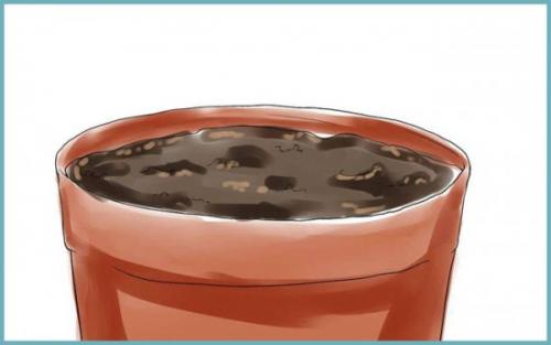 Как вырастить вишню из косточки дома. Как вырастить вишню из косточки в домашних условиях?