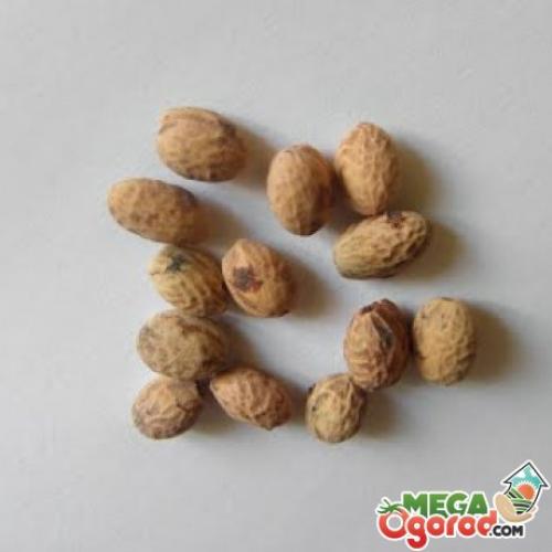 Бонсай вишня из косточки. Подготовка семян и почвы