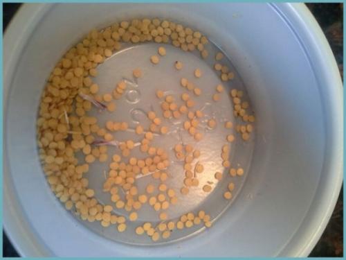 Как вырастить вишню из косточки дома. Как вырастить вишню из косточки в домашних условиях?