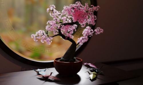 Японская сакура в домашних условиях. Подготовка
