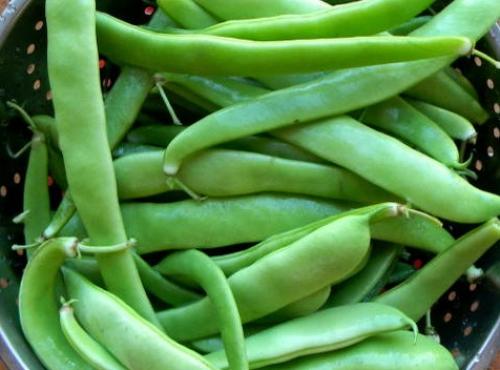 Самая крупная фасоль. Сорта фасоли