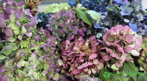 Как засушить гортензию для зимнего букета. Как высушить гортензию для зимнего букета? 02