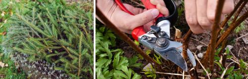 Уход за малиной осенью и подготовка к зиме. МАЛИНА ОСЕНЬЮ