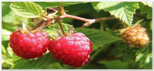 Уход за малиной весной. Малина весной: уход, обрезка, подкормка, обработка от вредителей