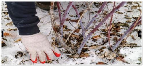 Уход за малиной весной. Малина весной: уход, обрезка, подкормка, обработка от вредителей