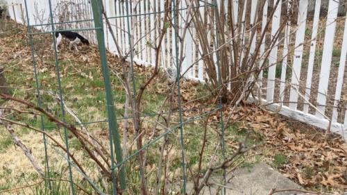 Малина уход на весь год. Календарь ухода за малиной по месяцам: сезонные обработки, подкормки, полив