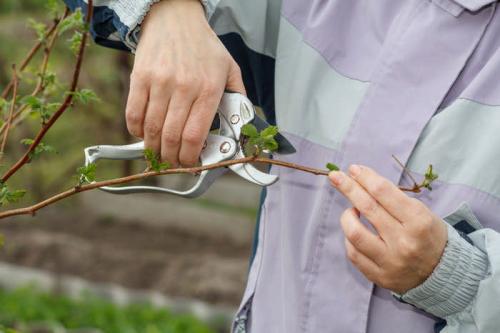 График опрыскивания малины. Календарь ухода за малиной по месяцам: сезонные обработки, подкормки, полив