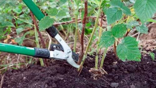 Чем обработать малину осенью. Как правильно проводить обработку малины осенью: описание самых важных этапов