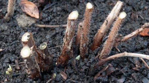 Обрезка малины осенью под корень. Когда и как правильно проводить обрезку малины осенью