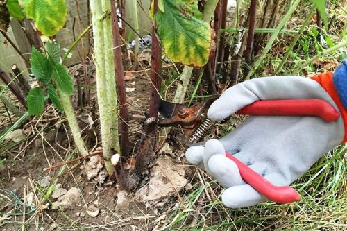 Обрезка малины осенью на какую высоту. Как и когда обрезать малину осенью