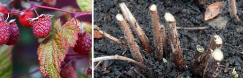 Уход ЗА МАЛИНОЙ осенью от А до Я. ОСЕННИЙ УХОД ЗА МАЛИНОЙ САДОВОЙ (летней)