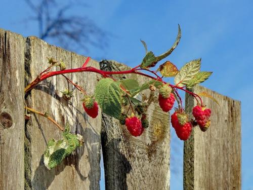 Надо ли обрезать малину при посадке. Когда и как правильно посадить малину и как ухаживать за ней после посадки