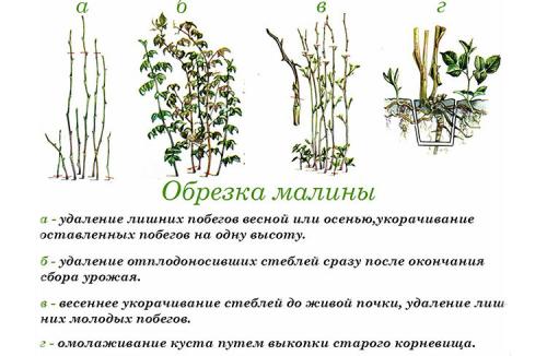 Обрезка малины осенью на какую высоту. Как и когда обрезать малину осенью