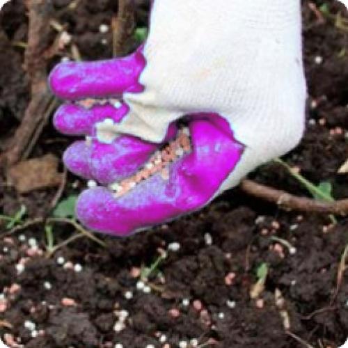 Уход ЗА МАЛИНОЙ осенью от А до Я. ОСЕННИЙ УХОД ЗА МАЛИНОЙ САДОВОЙ (летней)